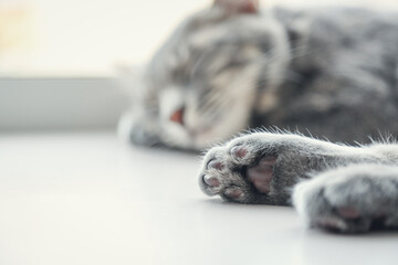 猫、子猫、昼寝
