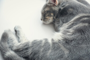 猫、子猫、昼寝