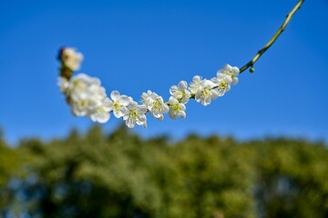 青空バックに咲く満開の白梅
