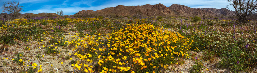 Super bloom Wildflowers, Joshua Tree National Park, California