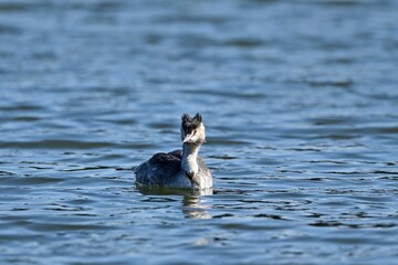 きれいな模様の水面をのんびり泳ぐカンムリカイツブリ
