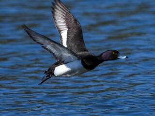 青空映す水面をバックに飛ぶキンクロハジロ オス