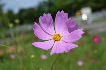 Fototapeta premium 高原に咲くコスモス