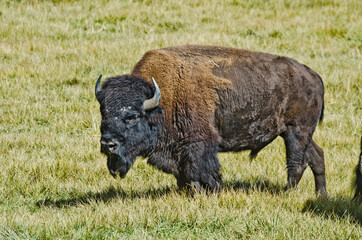 USA, Colorado, Cortez. Trail Canyon bison herd.