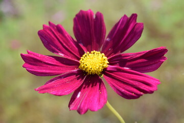 Obraz premium 高原に咲くコスモス