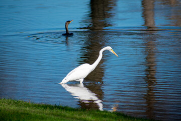 Great white egret wading in shallow water and hunting for food near the shore. Blurred dark, bird in background.