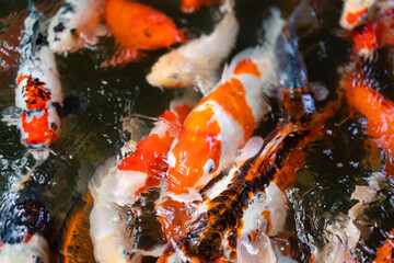 Obraz na płótnie Canvas Koi fish or carp fish swimming in pond