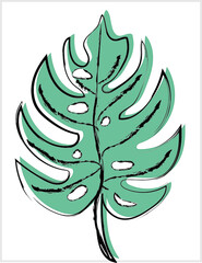 Cheese Plant in White