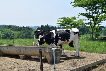 牛の放牧 高原牧場