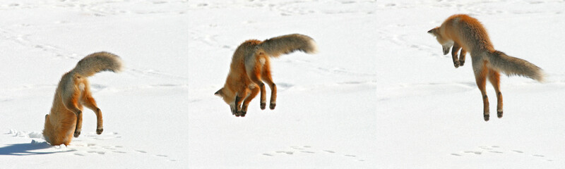 USA, Colorado, Frisco, Giberson Bay. Sequence of a red fox pouncing on snow for prey below. - obrazy, fototapety, plakaty