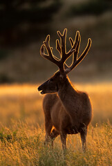 USA, Colorado, Jefferson County. Backlit mule deer buck with new velvet antlers.