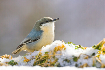 USA, Colorado, Frisco. Close-up of pygmy nuthatch on snow-covered vegetation.