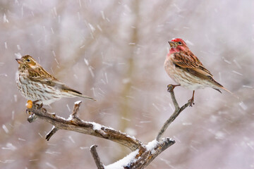 USA, Colorado, Frisco. Female and male Cassin's finches in a blizzard.