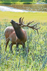 USA, Colorado, Rocky Mountain National Park, Moraine Valley. Bull elk in mating season.