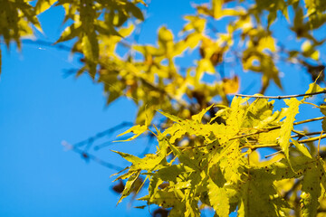 yellow leaves under blue sky