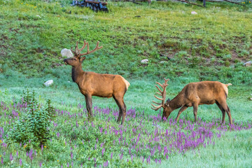 USA, Colorado, Rocky Mountain National Park. Bull elks and little elephant's head flowers.