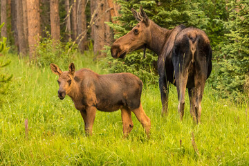Naklejka na ściany i meble USA, Colorado, Rocky Mountain National Park. Cow moose and calf.