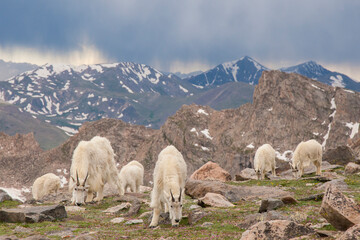 USA, Colorado, Mt. Evans. Mountain goat herd grazing.