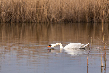Swan on the lake