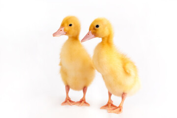 A pair of cute ducklings on an isolated white background