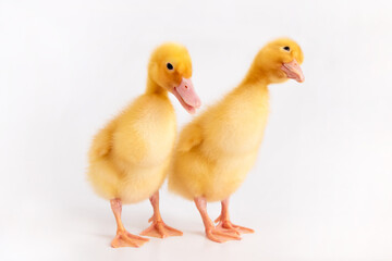 Two ducklings look interested on a white background.