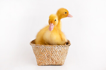 Two ducklings sit in a wicker basket on a white backgrou