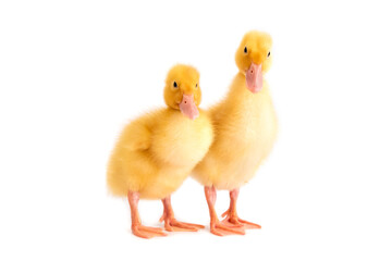 Two cute little ducklings on a white background.