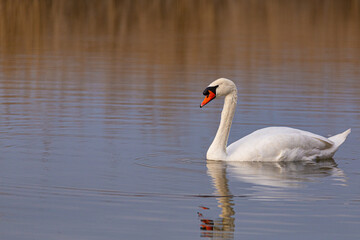 Naklejka na ściany i meble Swan on the lake