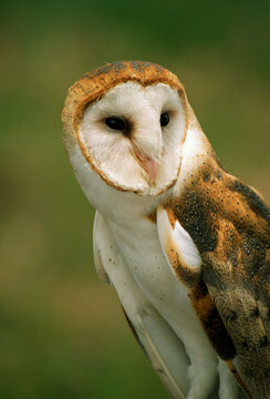 USA, Colorado, Broomfield. Barn owl at Birds of Prey Foundation.