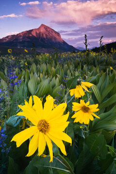 USA, Colorado, Mt. Crested Butte. Meadow Wildflowers At Sunset.