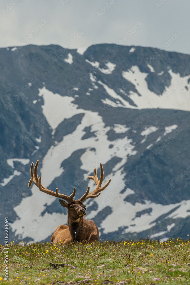 Wall mural usa, colorado, rocky mountain national park. bull elk in velvet resting.