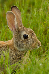 Naklejka na ściany i meble USA, Colorado, Rocky Mountain Arsenal National Wildlife Refuge. Side portrait of cottontail rabbit.