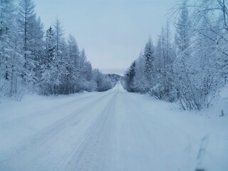 road in winter forest
