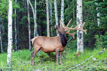 USA, Colorado, Rocky Mountain National Park. Bull elk in forest.