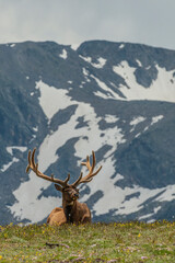 USA, Colorado, Rocky Mountain National Park. Bull elk in velvet resting.