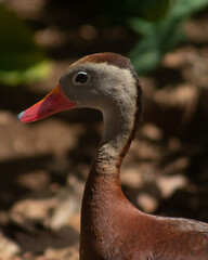 Obraz premium portrait of a wild duck