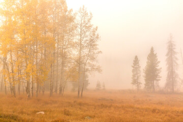 USA, Colorado, Rocky Mountain National Park. Foggy fall sunrise in forest.