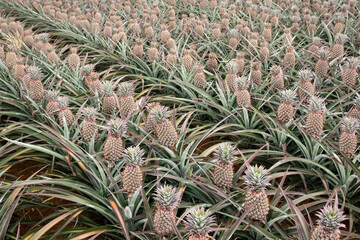 Fototapeta premium landscape of pineapple farm