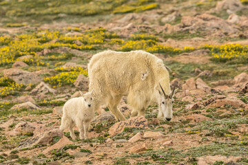 Fototapeta premium USA, Colorado, Mt. Evans. Mountain goat nanny and kid eating.