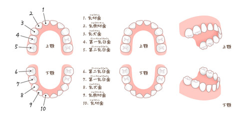 乳歯の名称のイラスト
