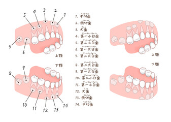 乳歯と永久歯のイラスト