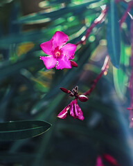 Pink tropical oleander in the afternoon sun