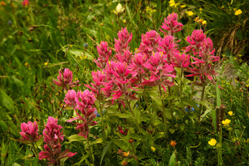 USA, Colorado, San Juan Mountains. Rosy paintbrush flowers in Yankee Boy Basin.