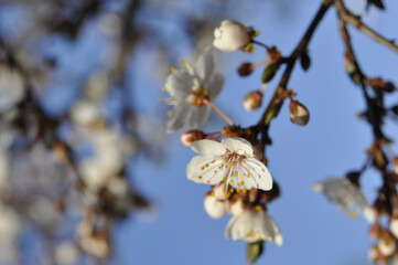 Cherry Blossom