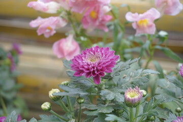 Indian chrysanthemum flower with a natural background
