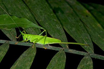 Conehead, Bush Cricket, Female With Ovipositor, Amazon Region, Ecuador