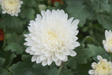 Indian chrysanthemum flower with a natural background