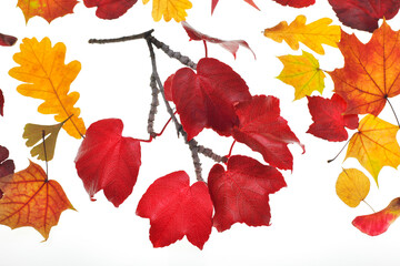 Different Autumn Leaves