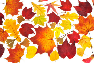 Different Autumn Leaves
