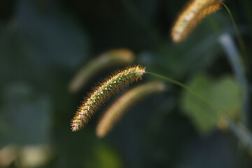 Grass In Evening Light